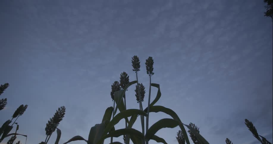The tall stalks go into the clear sky