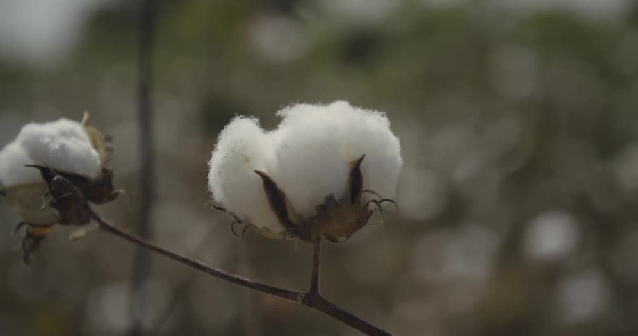 Cotton growing in a field