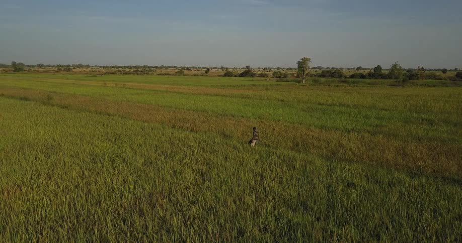 A man is walking through a field of crops