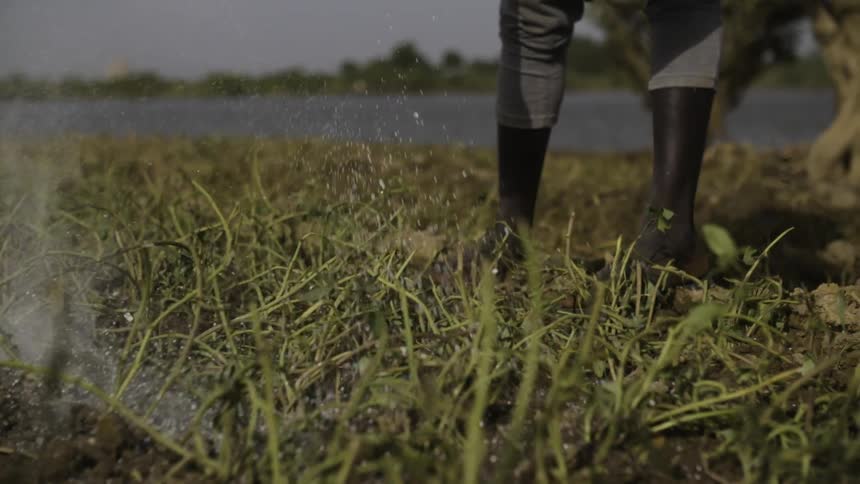 Fertilizer is sprinkled onto a field