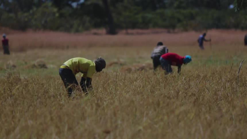 African men are working in a farm field