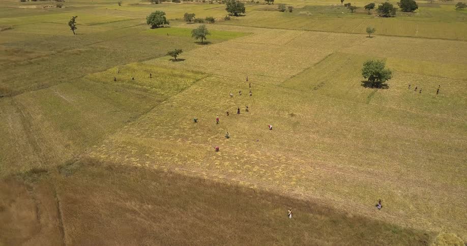 People are working in a farm field on a sunny day