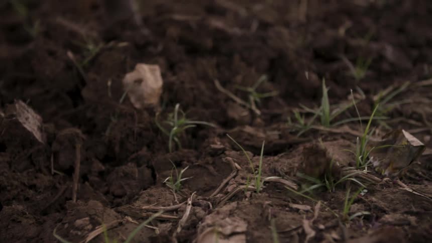A person uses a hand axe to turn the dirt in a field