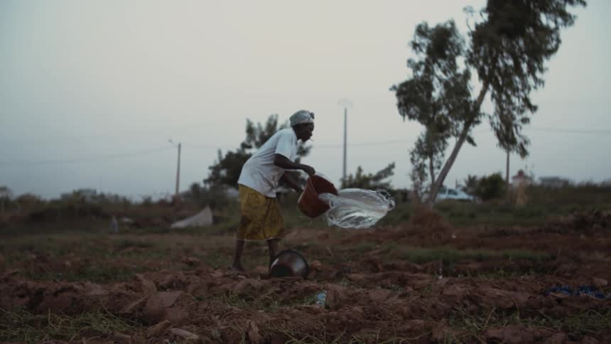 An african woman is using a bucket to water a farm field
