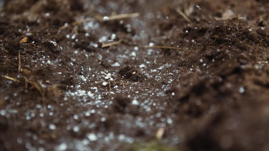 Fertilizer is sprinkled onto soil