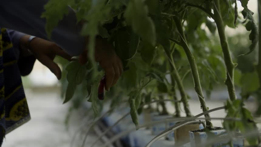 Potted plants are pruned in a greenhouse