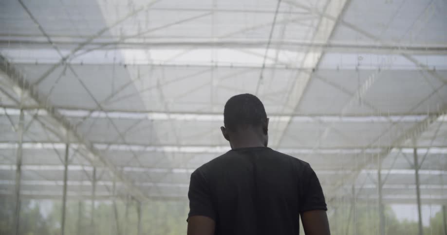 A man walks between rows of plants in a greenhouse