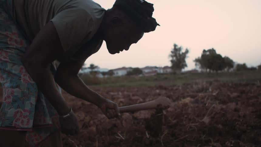 A woman uses a handheld tool to work a farm field
