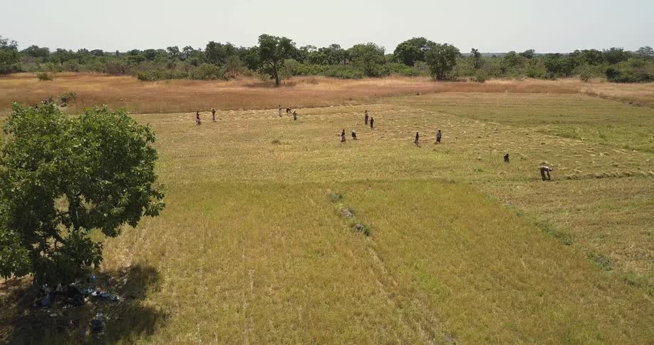 People are working in a farm field on a sunny day