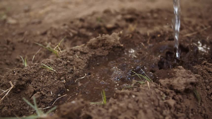 Water is being poured onto a row in a field