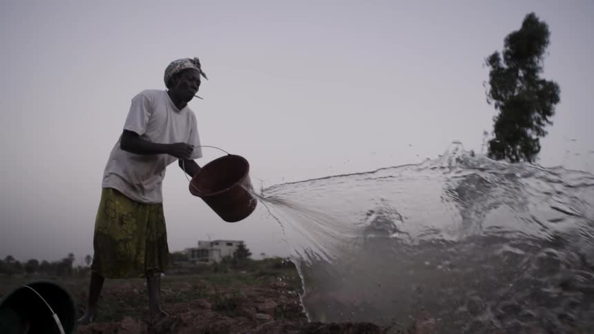 A woman is tossing a bucket of water onto a farm field