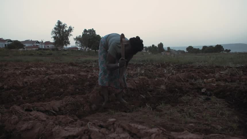 A woman is using a hand axe to work a farm field
