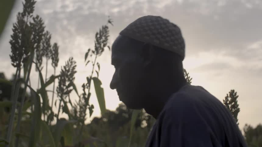 An african man is examining a crop of corn