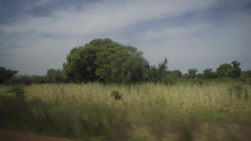 The long field has tall grass