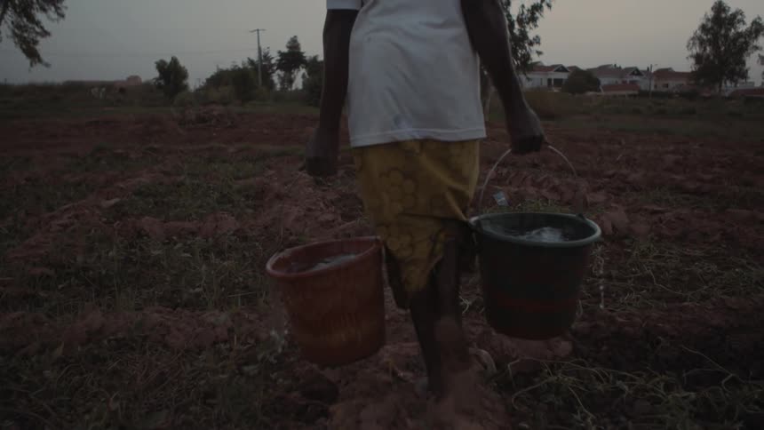 A woman carries buckets of water across a field