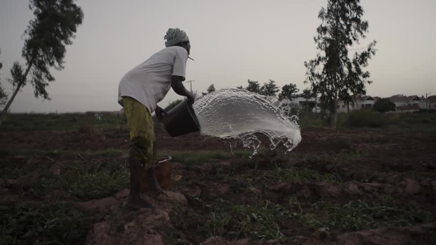 A woman waters a garden using a water bucket