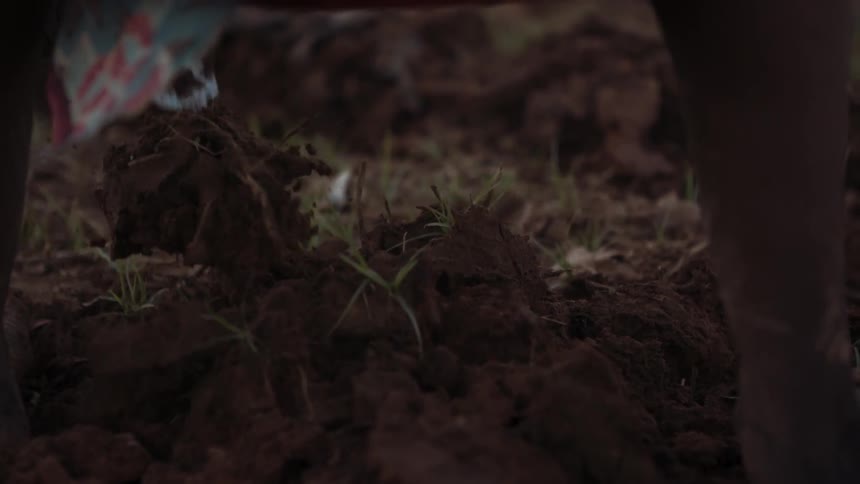 A hand tool is used to dig in a dirt field