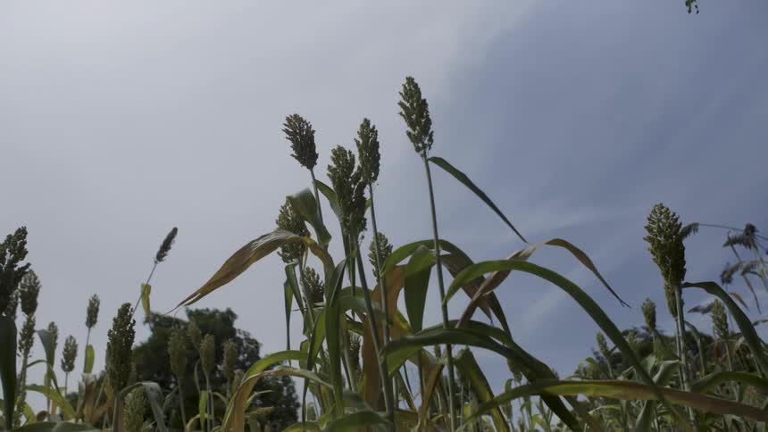 Crops grow in a farm field