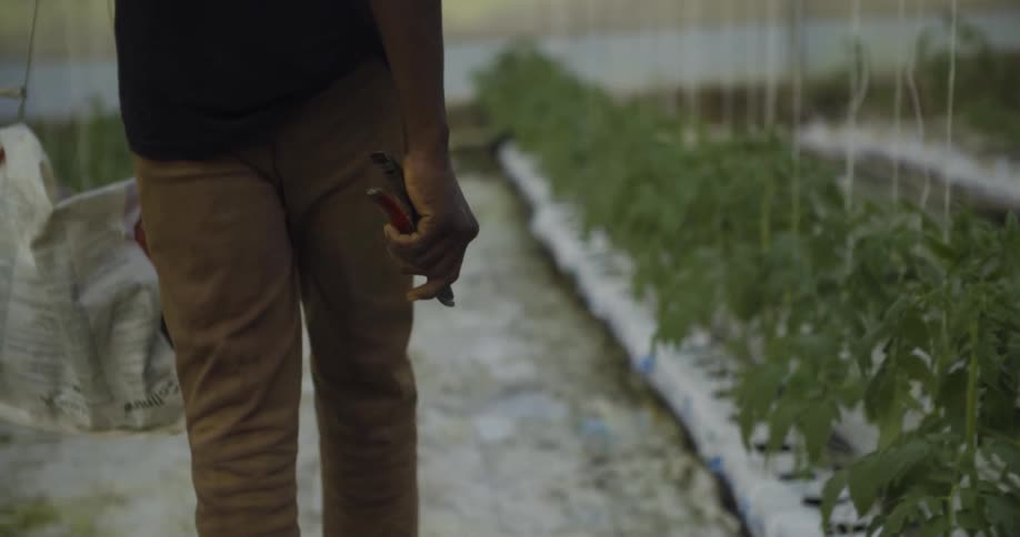 A man carrying a bag and clippers walks in a greenhouse