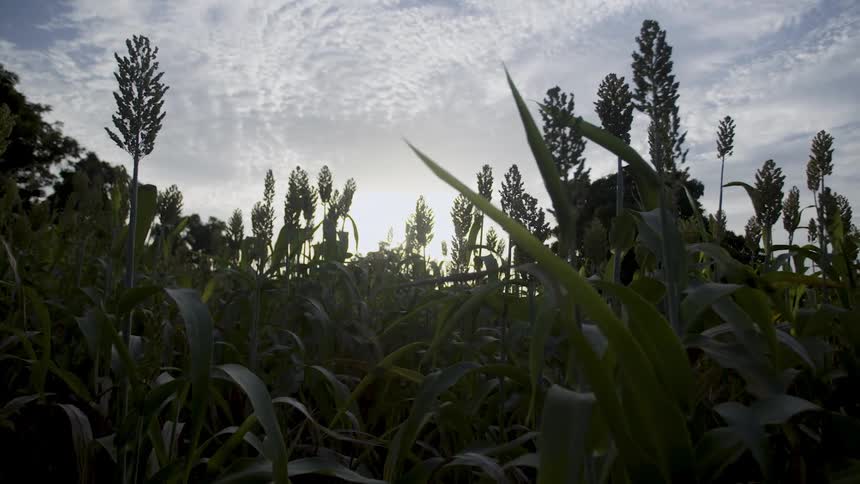 The tall stalks in the field cover the setting sun