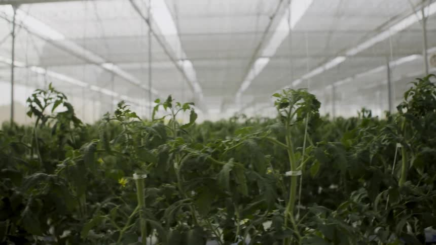 Rows of plants in greenhouse