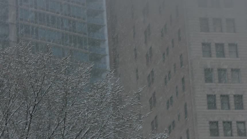 Snow falls on a city tree and buildings