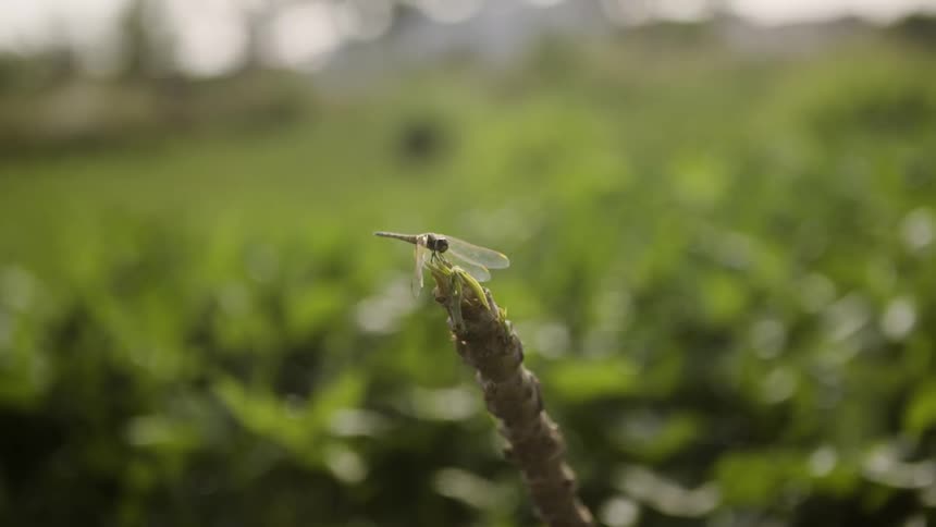 A bug is perched on a long flower
