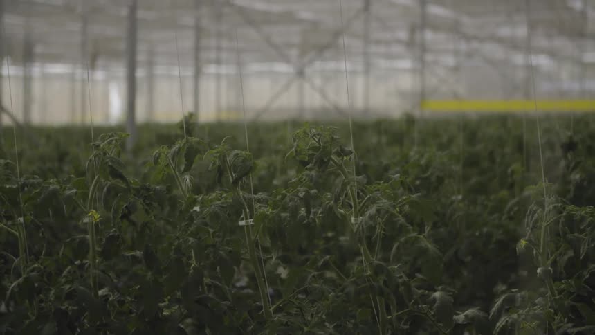 Tomato plants are growing in a hothouse