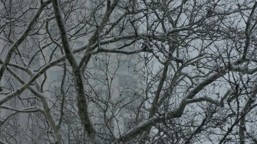 Snow flurries blow among bare trees in a city