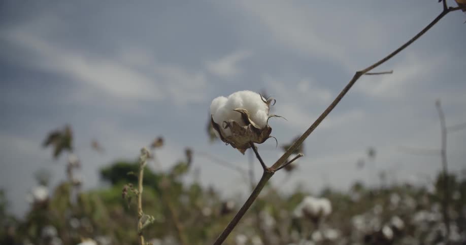 Cotton grows in a field on a sunny day