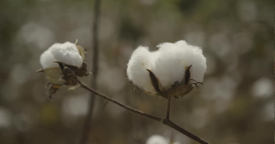 Cotton plants sway in the wind