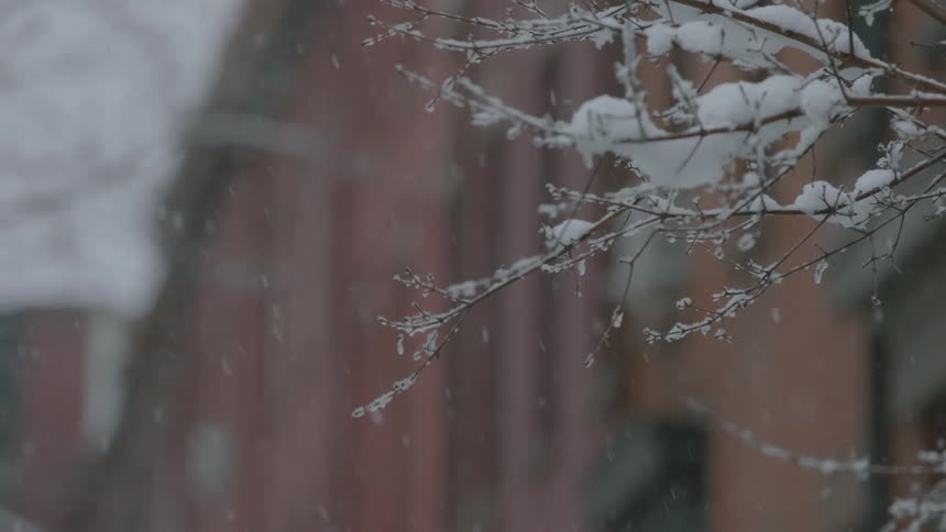 Snow covers tree branches in a city