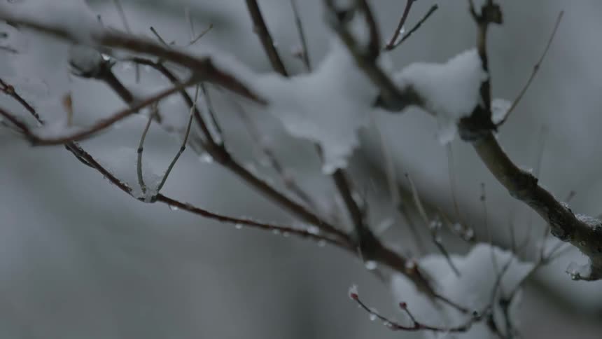 Snow falls on tree branches