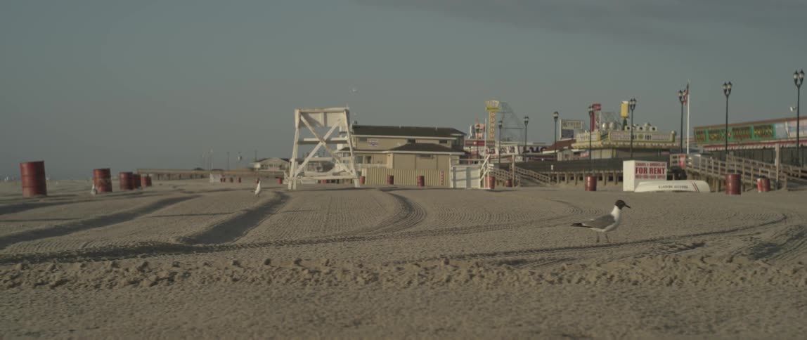 A seagull walks on a sandy coast
