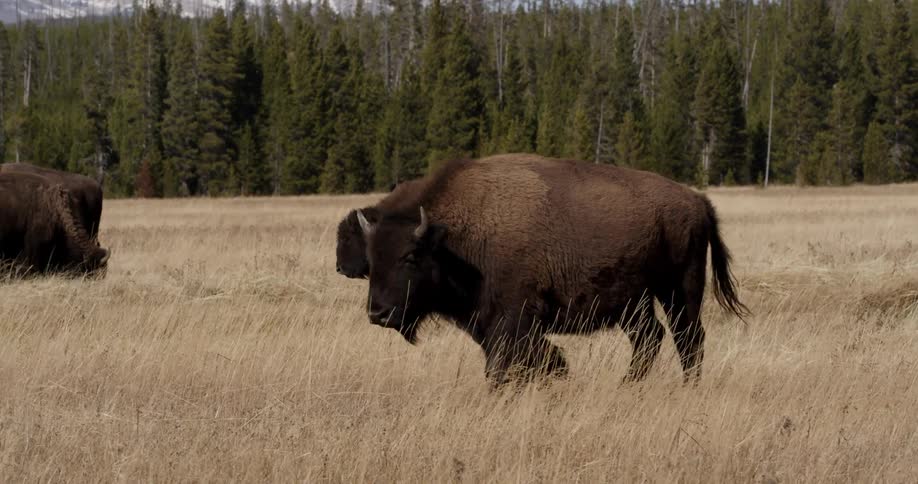 Bison graze in a grassy field in the wilderness