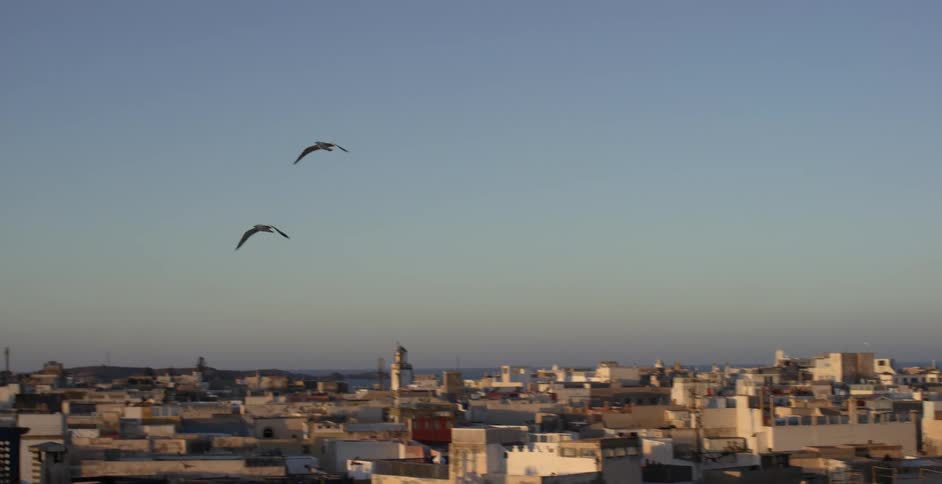 Birds fly over a city skyline