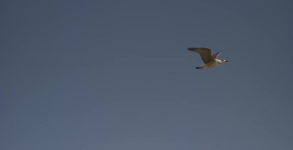 Seagulls fly in a sunny clear sky