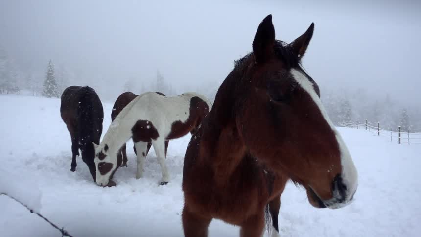 Horses stand in the snow together