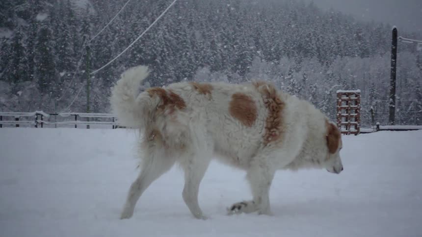 Brown spotted dog walks in a snowy field
