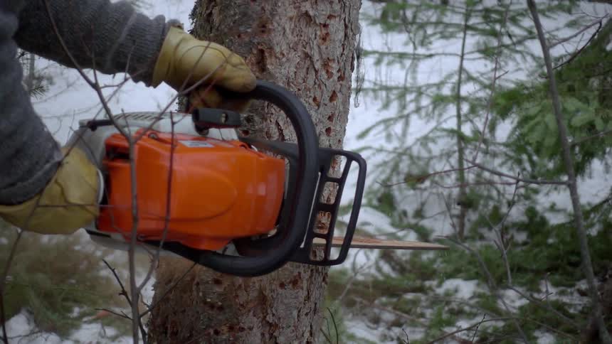 A man is using a chainsaw to cut down a tree
