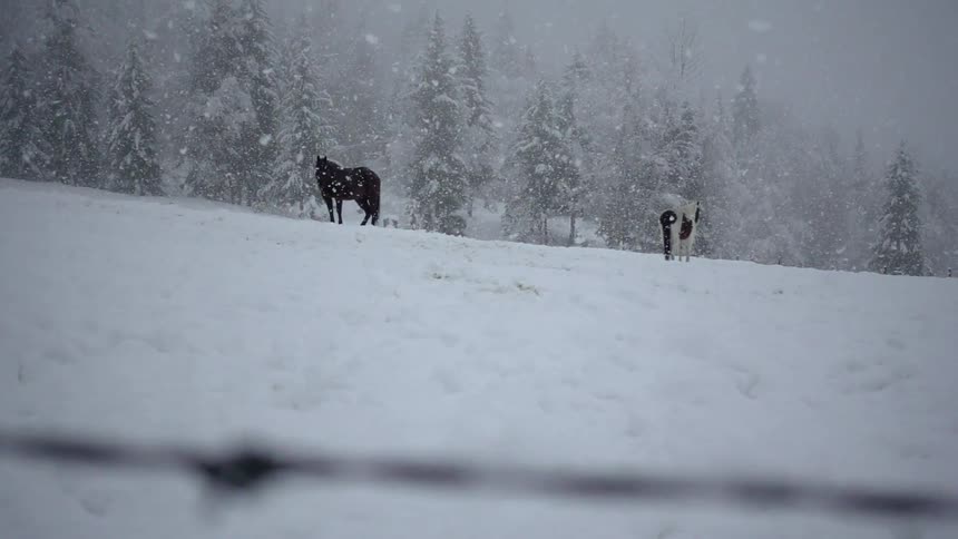 Two dogs stand in a field on a snowy day