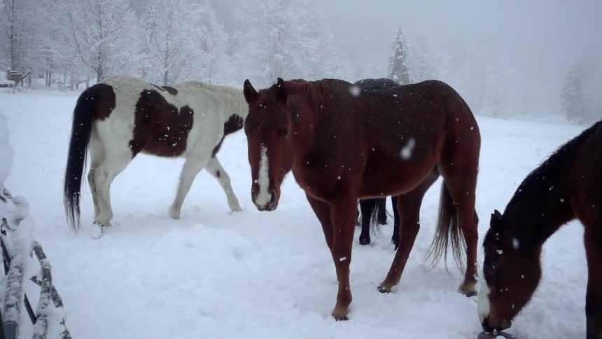 Horses in a snowy field as snow falls around them