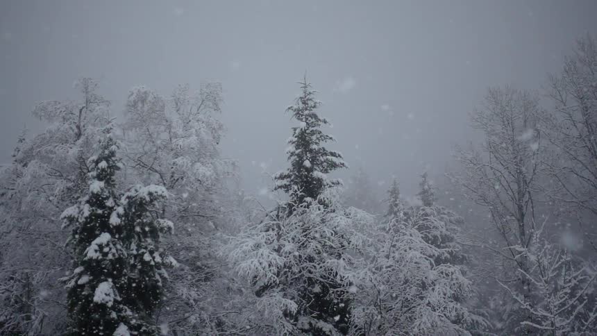 The tall trees are covered with snow as it falls