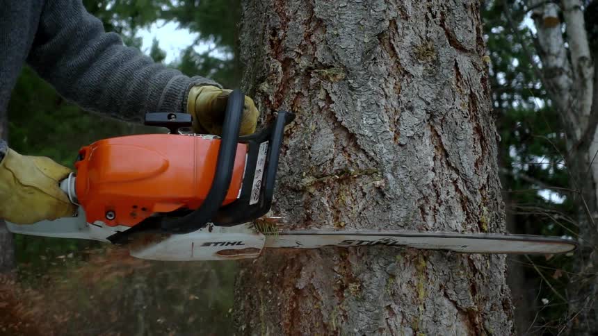 A man cuts down a tree with a chainsaw