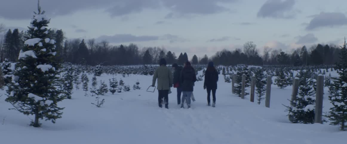 A group of people walk toward a field of christmas trees