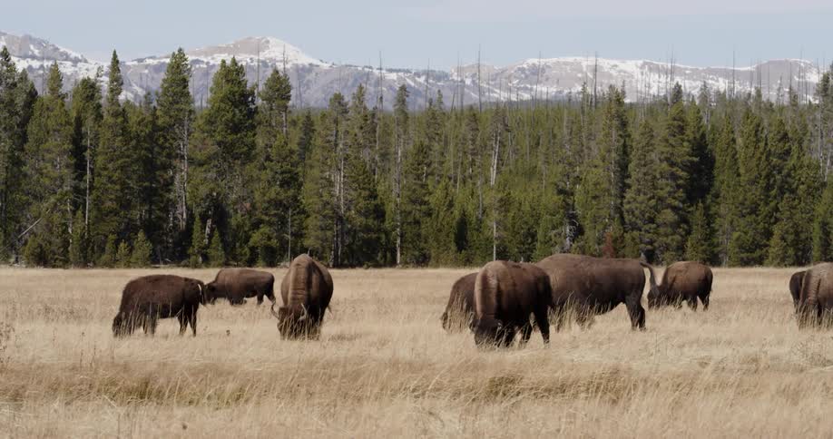 A herd of buffalo in a field of yellow grass