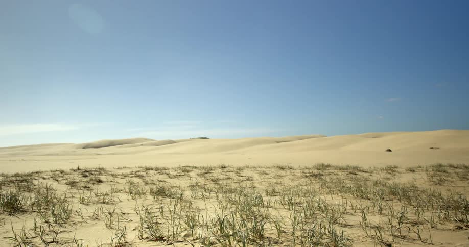 The breeze blowing plants in the sand