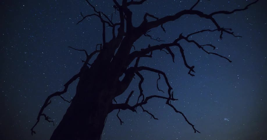 Stars pass in the night sky with tree branches towering overhead