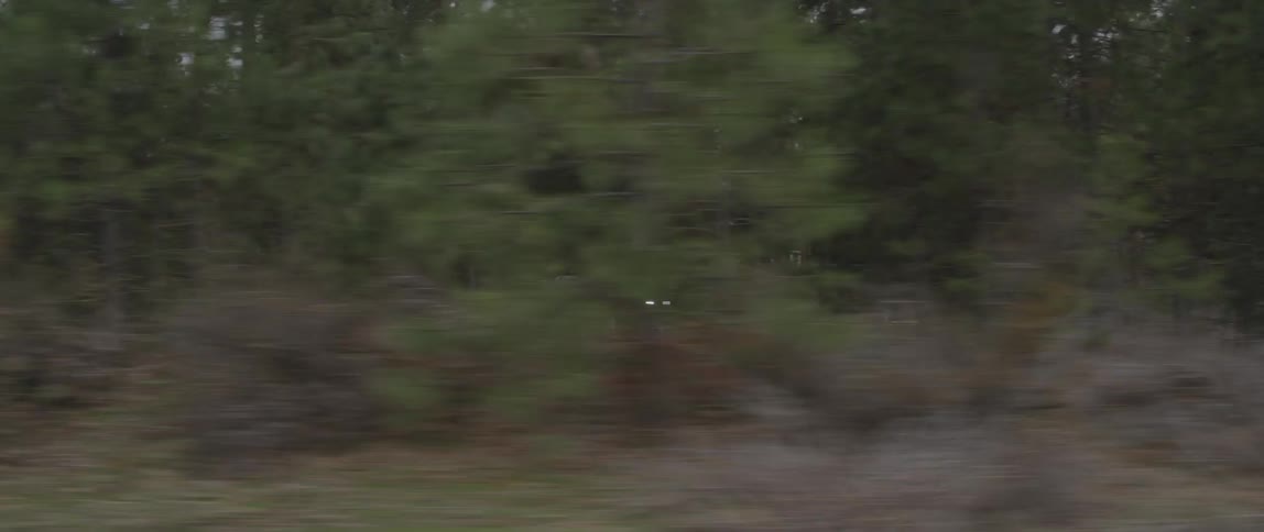 A jeep drives through a forest