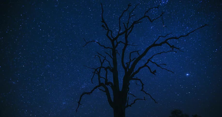 Stars illuminate the sky above a dead tree at night